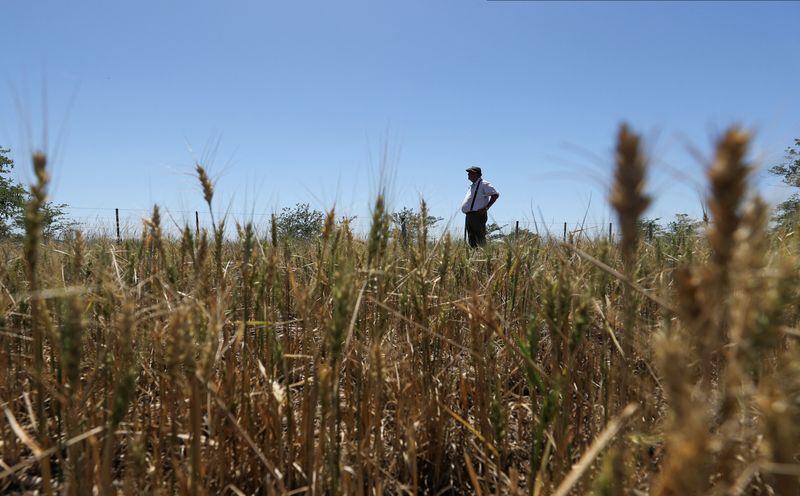 Un agricultor observa el horizonte en medio de un campo sembrado con trigo, dañado por una de las peores sequías en décadas en Navarro, en la provincia de Buenos Aires (Foto: REUTERS/Agustin Marcarian)