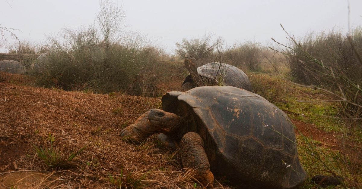 Ecuador will census the population of giant tortoises in the Alcedo volcano