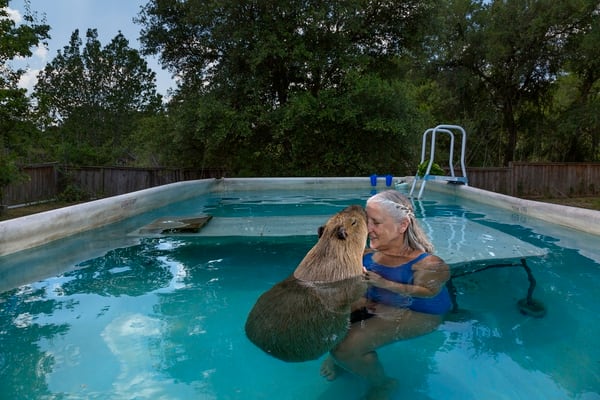 Melanie Typaldos nada junto su mascota, un carpincho de 55kg, en Buda, Texas. Vincent J. Musi, 2013