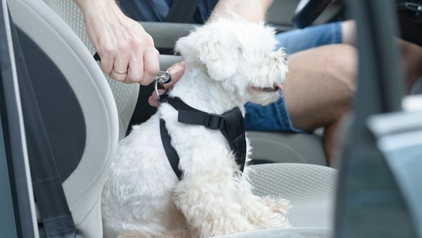 El animal -al igual que las personas- adentro del auto debe viajar atado con una correa que lo retenga al asiento. Un “cinturón de seguridad” para perros y gatos