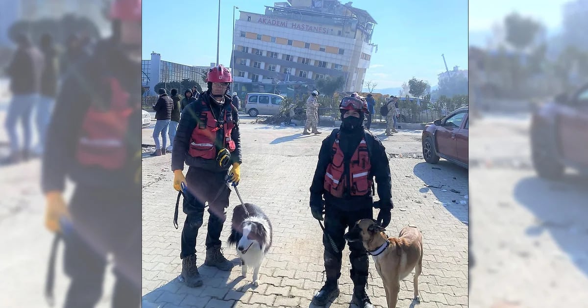 Indio and Akira, the Argentinian dogs of the miraculous rescue of three earthquake survivors in Turkey