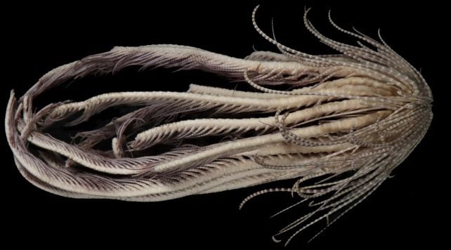 La estrella de pluma antártica Promachocrinus fragarius es una criatura marina con 20 "brazos" que pueden medir hasta ocho pulgadas de largo (Greg W. Rouse)