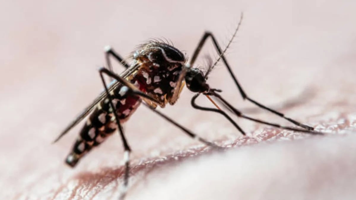 A qué temperatura puede sobrevivir el mosquito que transmite el dengue