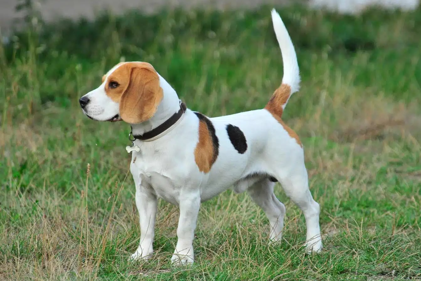 Mascotas Cómo Puede Identificar Si Su Perro Es Pedigree Y Para Qué Sirve Infobae