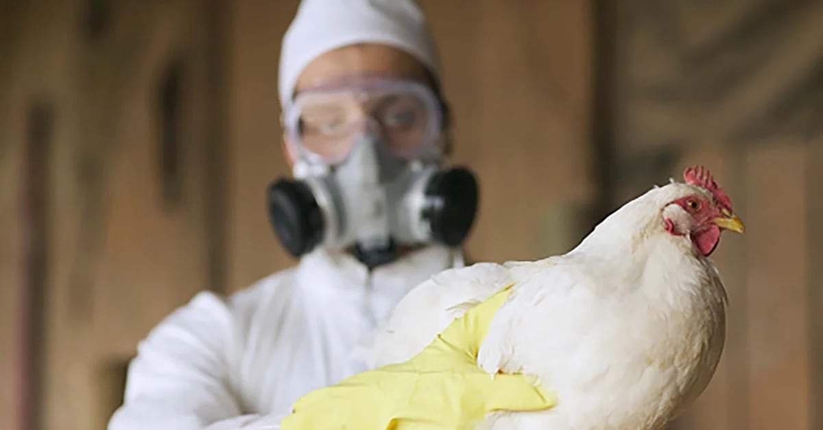 In Chile wurde ein Ausbruch der Vogelgrippe beim Menschen bestätigt