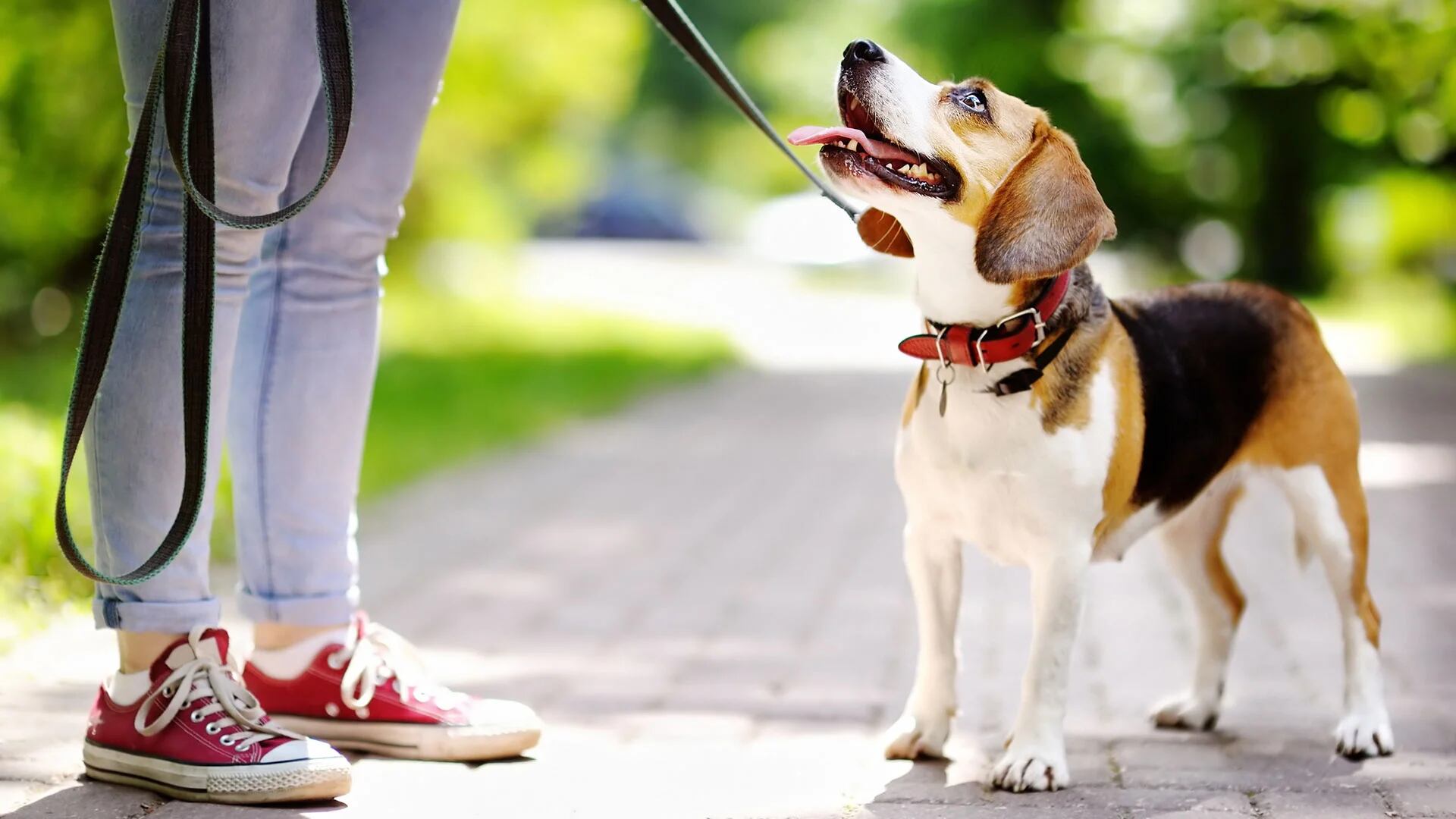 El uso del sistema de monitoreo ActivPAL para evaluar la influencia que tiene la convivencia con un perro en la actividad física (iStock)