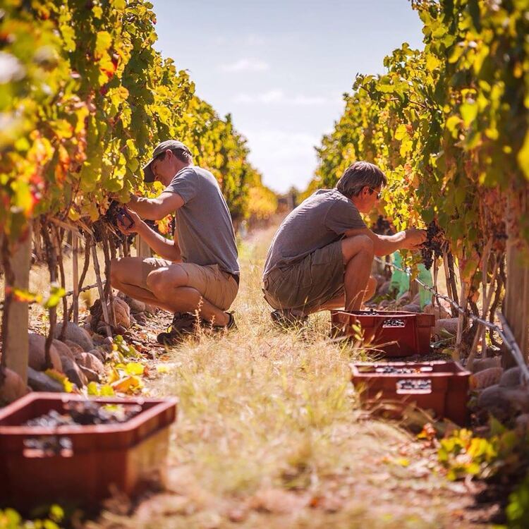 La provincia de Mendoza atrae numerosos turistas que recorren los circuitos de viñedos y bodegas (@thevinesresortandspa)