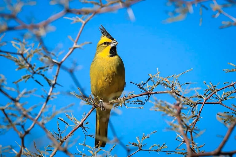  El cardenal amarillo es una especie de ave paseriforme 