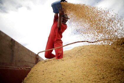FOTO DE ARCHIVO: Un trabajador inspecciona granos de soja durante la cosecha cerca de la ciudad de Campos Lindos, Brasil, el 18 de febrero de 2018. REUTERS/Ueslei Marcelino/Foto de Archivo