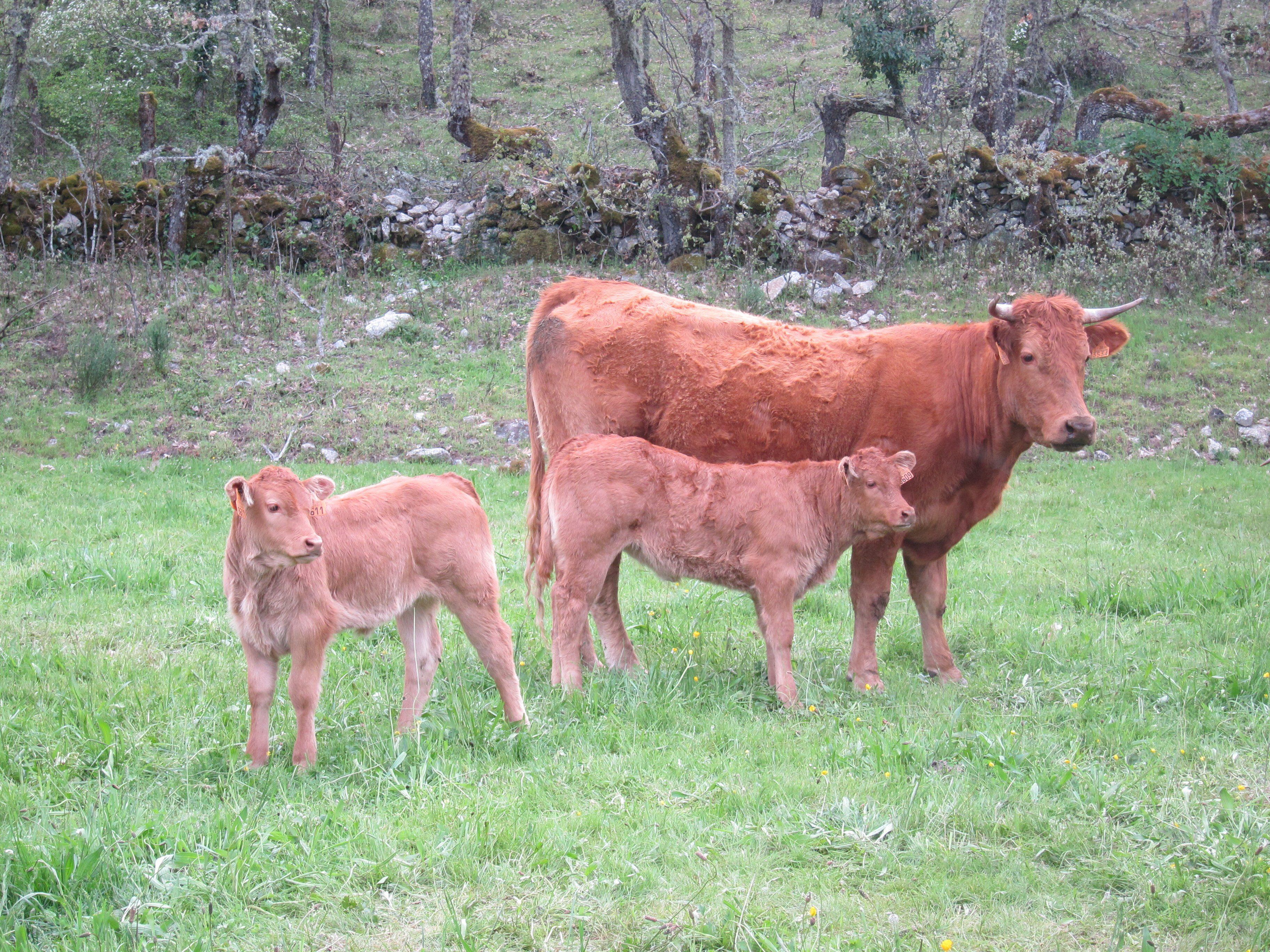 En la medida en que se disminuya la producción y consumo de carne reduciremos la emisión de metano