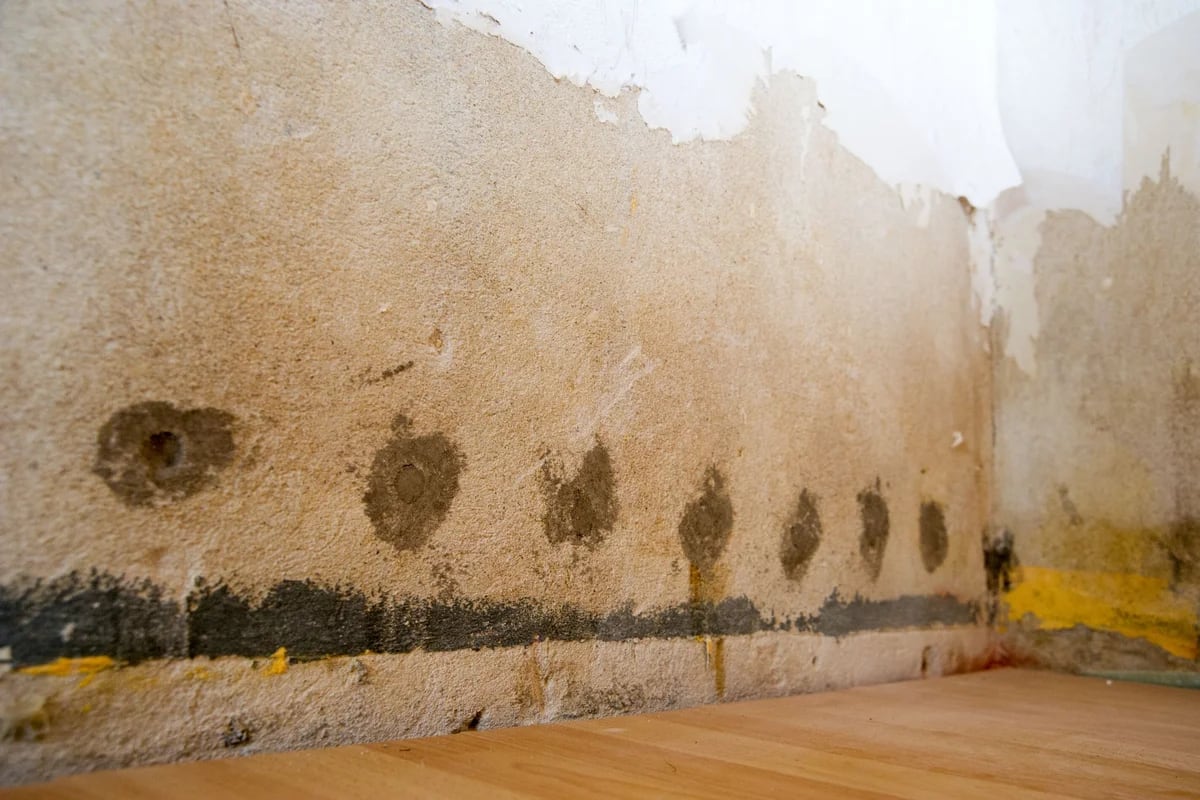 Cómo quitar manchas de humedad en la pared - Eliminar Humedades