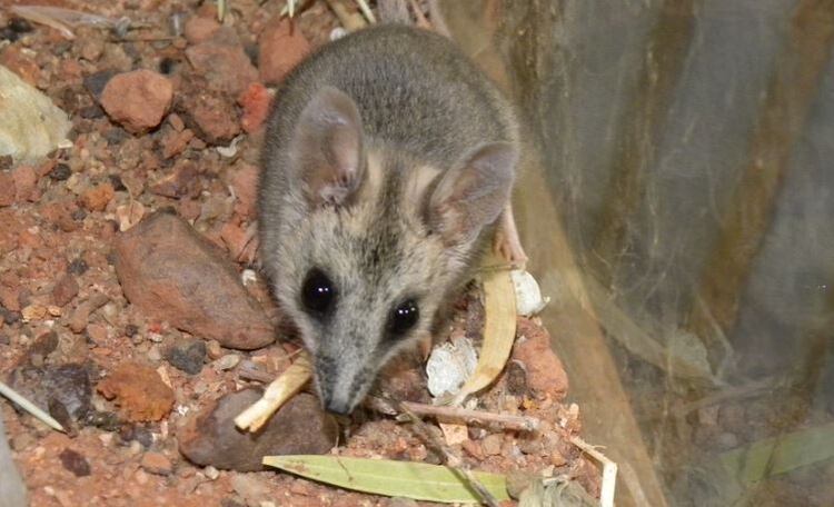 Dunart o raton marsupial (Gentileza Alan Couch)