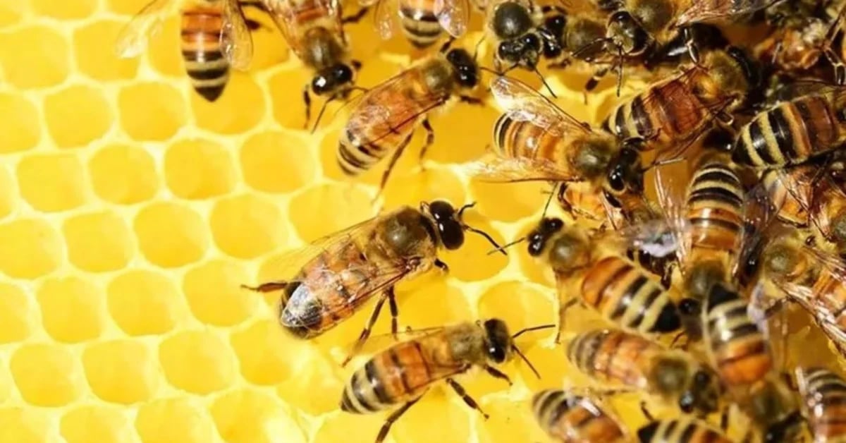 The complexity of the “waggling dance” that bees perform
