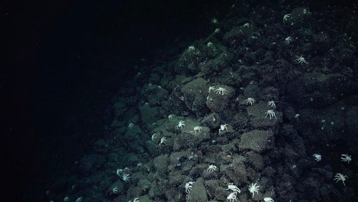 Un rastro de langostas ayudó a los investigadores a localizar fuentes hidrotermales previamente desconocidas.  Los respiraderos hidrotermales crean ecosistemas quimiosintéticos, por lo que en áreas en su mayoría desprovistas de vida, la aparición de animales más grandes puede ser un indicador de respiraderos cercanos.  (Instituto Oceánico Schmidt)