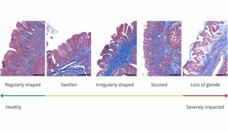 Evidence of stomach tissue damage in flesh-footed shearwaters from Lord Howe Island. (Charlton-Howard, Journal of Hazardous Materials, 2023)