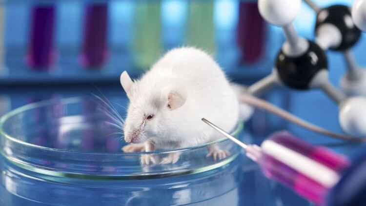 Los experimentos fueron exitosos en los ratones (Foto: Archivo)