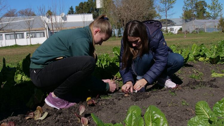 El proyecto de la escuela entrerriana, donde reutilizan el suero