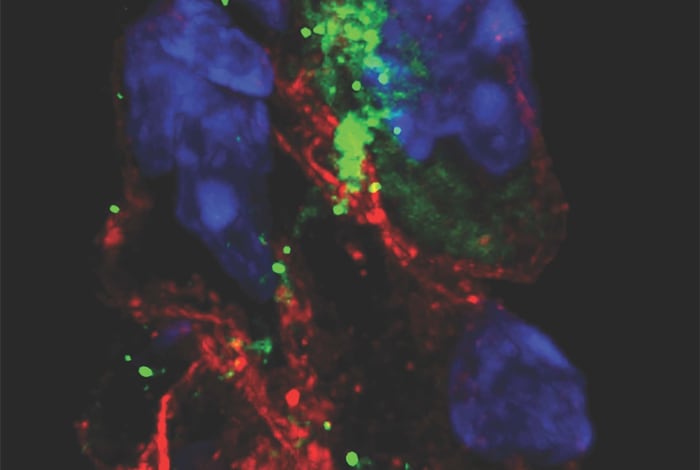 En verde se observa la proteína Espiga del coronavirus en las células que son los marcapasos naturales del corazón de hamsters infectados. El núcleo de las células se ve en color azul (Shuibing Chen)