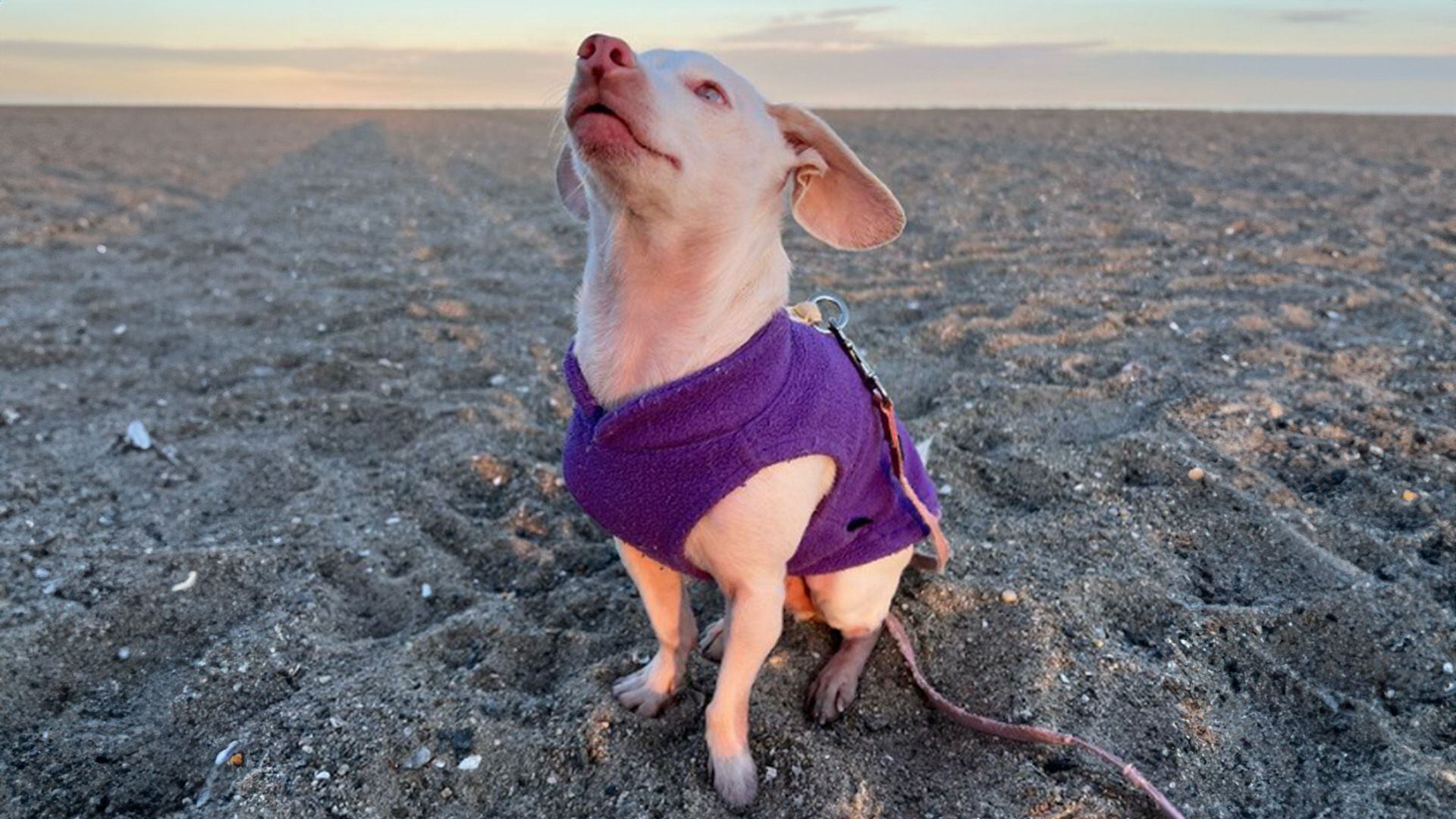 Piglet es un perro ciego y sordo que inspiró a su dueña a salvar animales a través de su fundación.