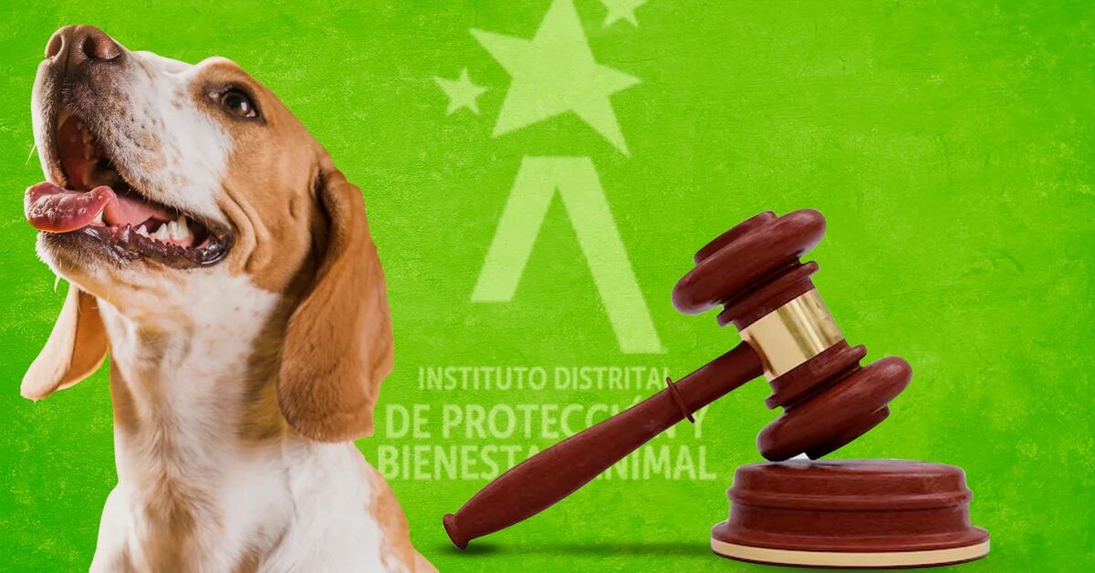 The district institution rejected that a pet could be subject to an embargo