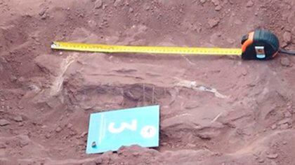 Restos del titanosaurio, encontrado por trabajadores de Pampa Energía (Pampa Energía)