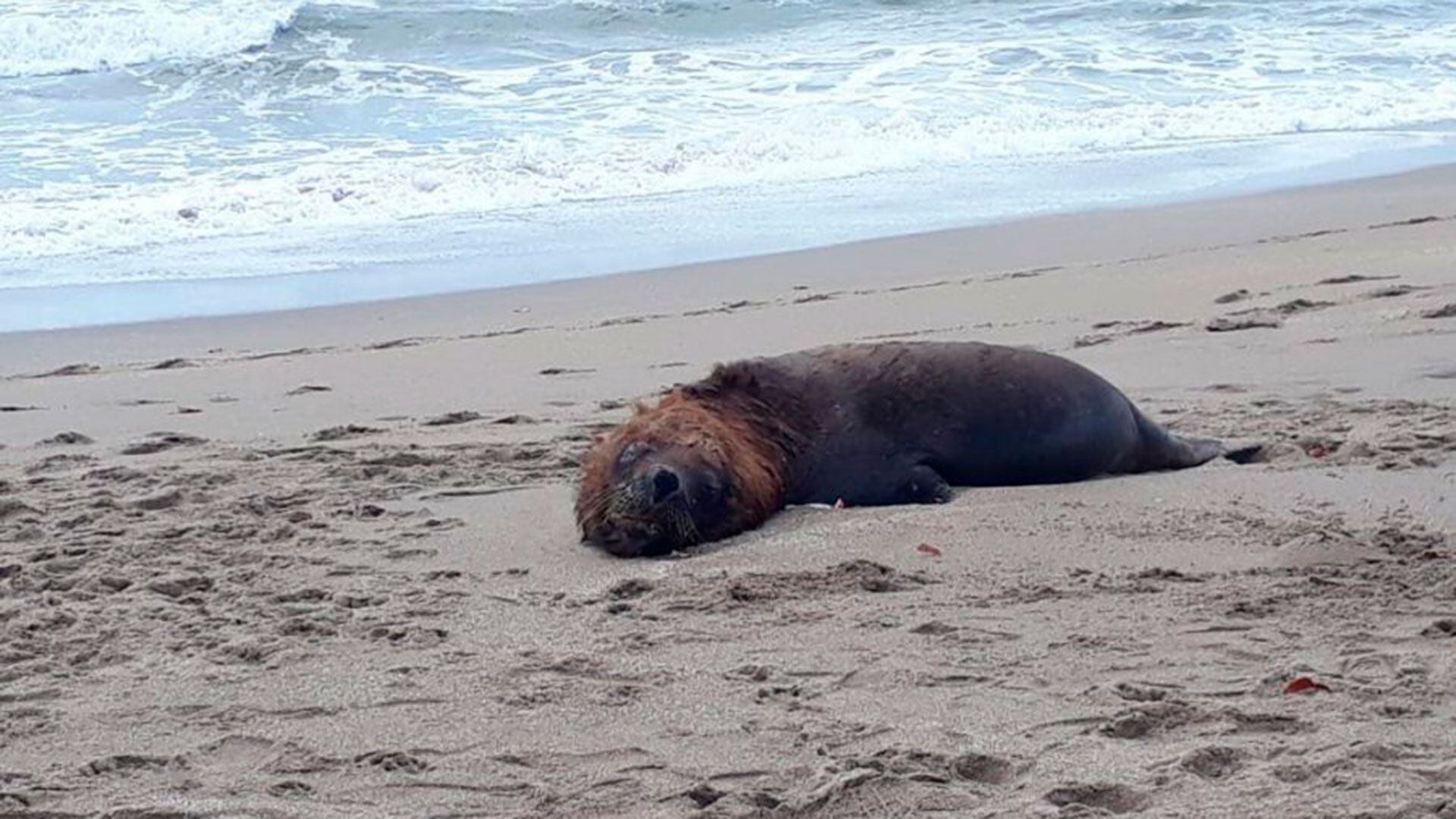 Encuentran 70 lobos marinos muertos en isla chilena