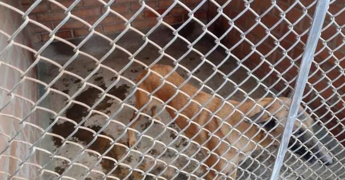 Arequipa: Beschuldigter wird wegen Misshandlung von Hunden verurteilt, indem er sie ohne Futter einsperrt