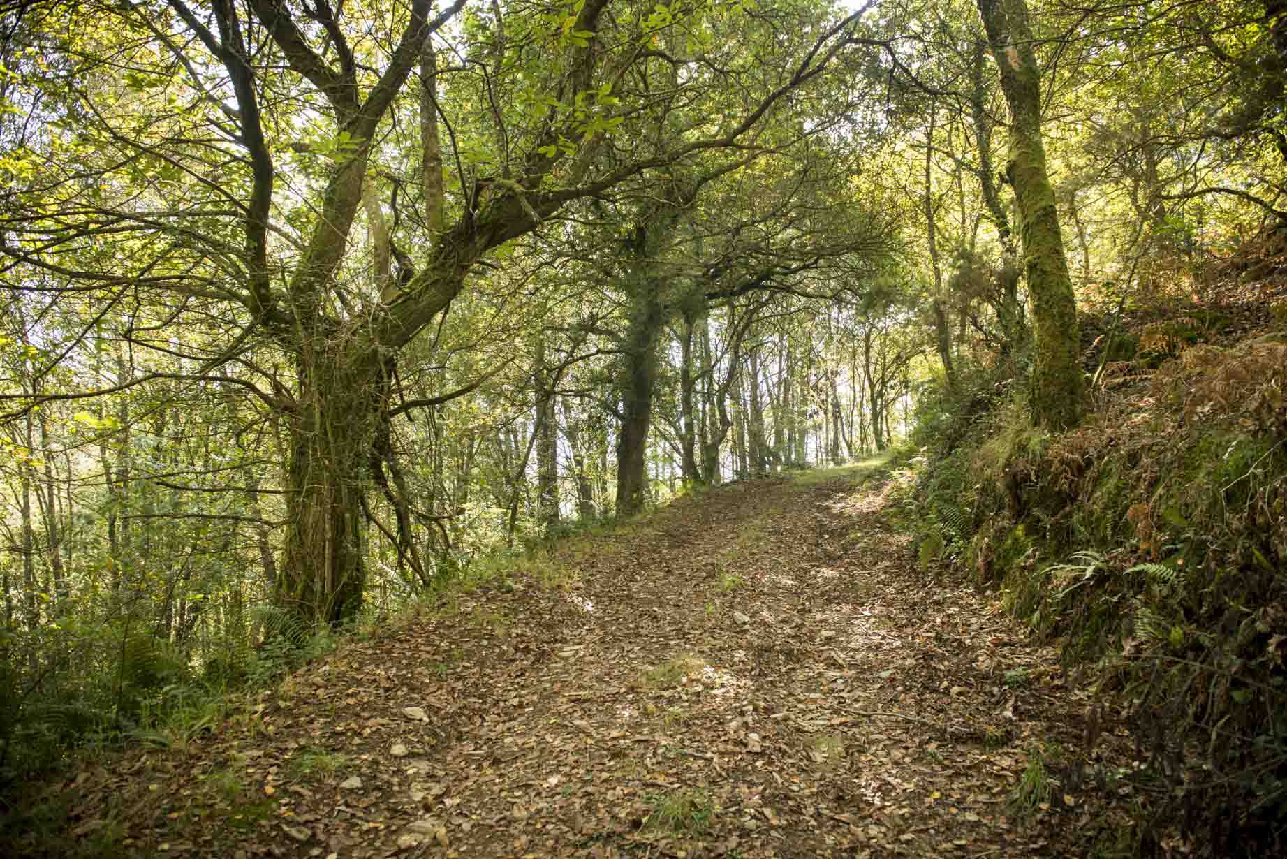 Ruta Miño-Eo, en Lugo (Concello de Meira).