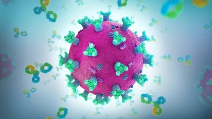 Como los estudios sugieren cada vez más que la mayoría de las personas que contraen COVID-19 tienen síntomas leves o no presentan síntomas, es posible que tengan una respuesta inmune deficiente cuando el virus ingrese a su sistema. (Shutterstock)