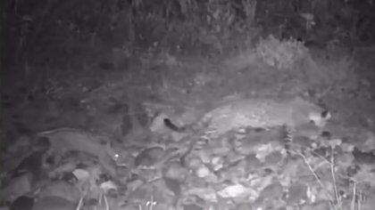 Jaguar y su cría avistados en Sonora (Foto: Captura de pantalla/Twitter@LaikenJordahl)