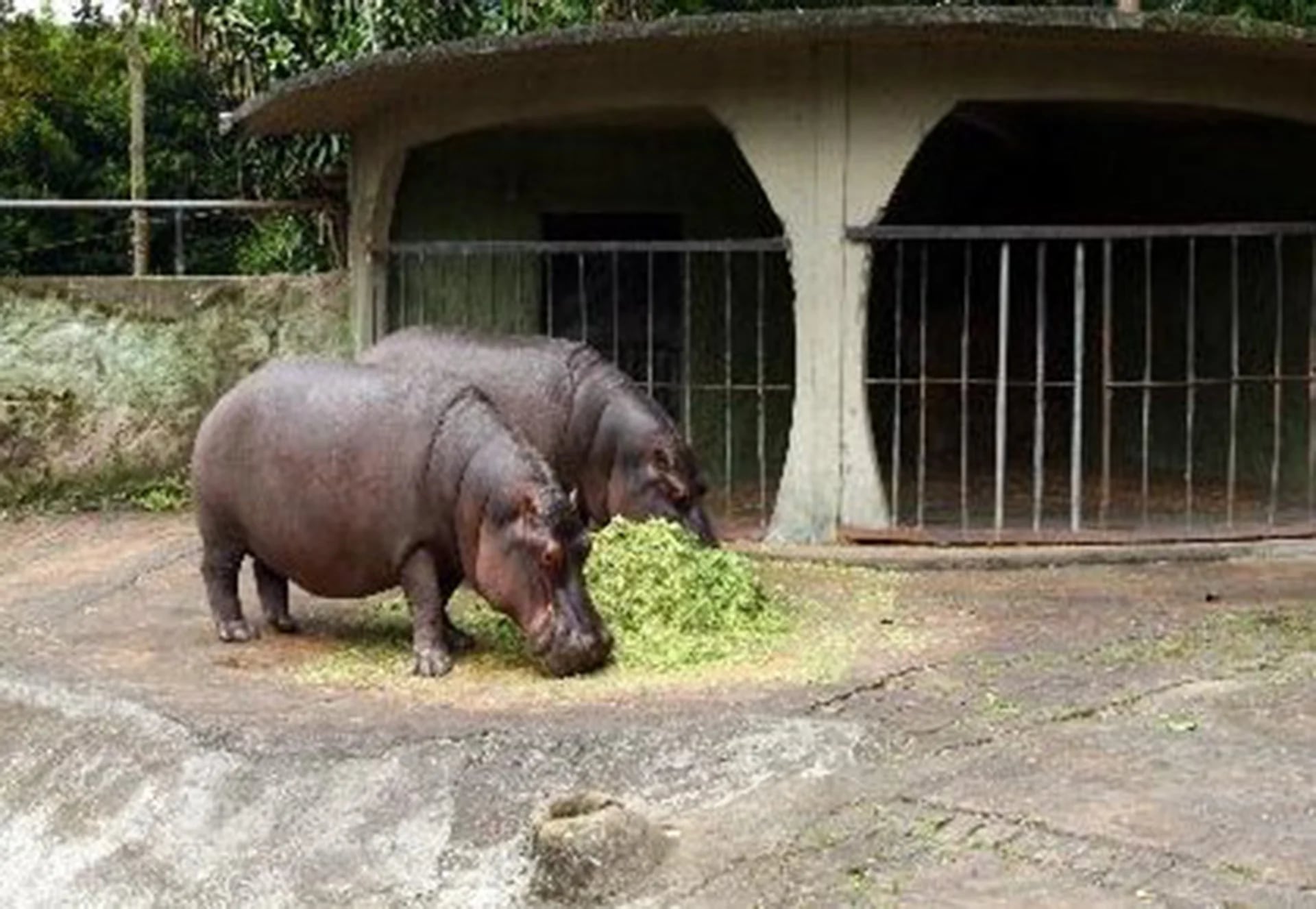 Los hipopótamos en Nápoles. Finalmente compró cuatro: un macho y tres hembras. Hoy suman más de 40 y forman la manada más grande de estos animales fuera de África