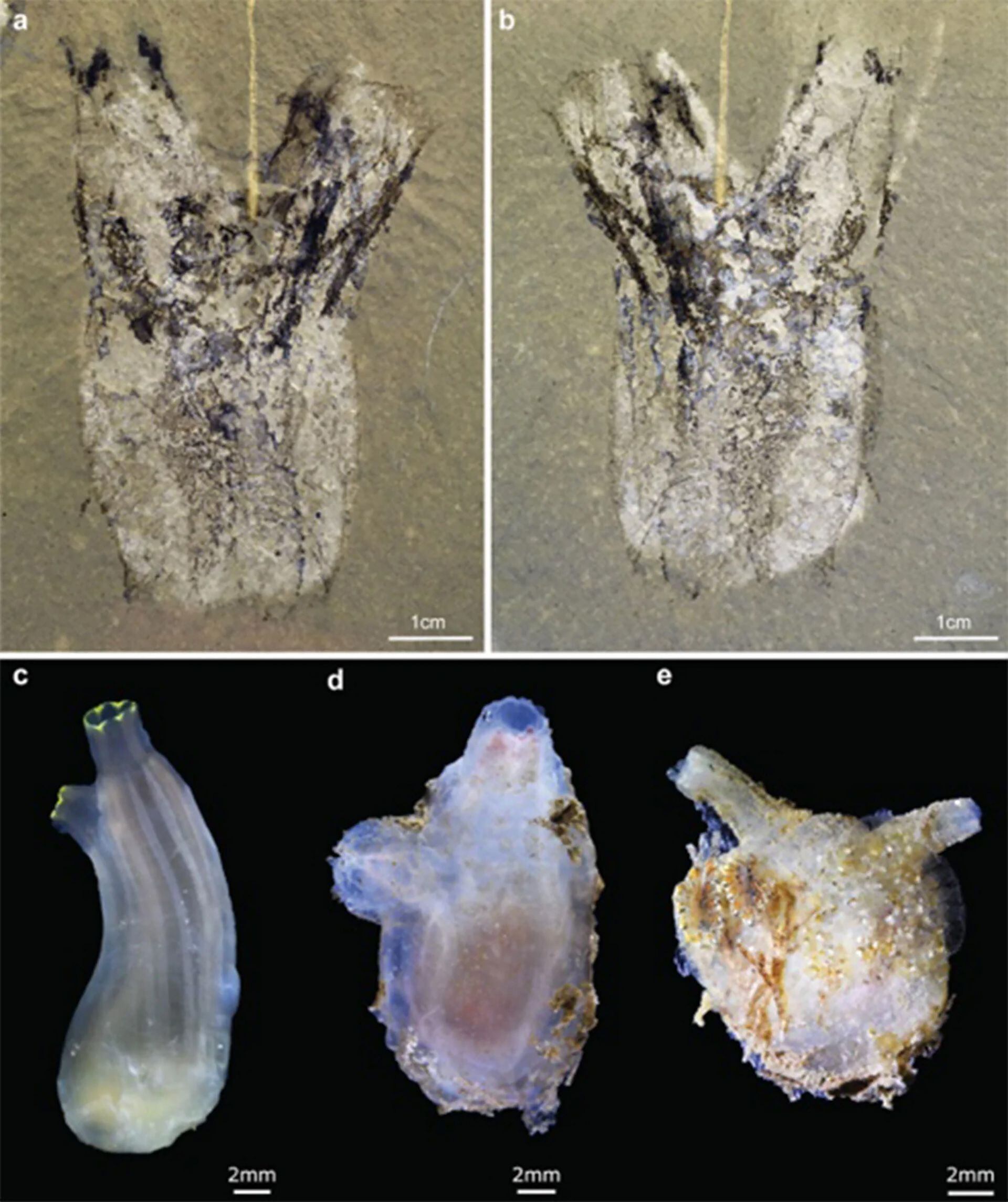 Comparaciones entre el nuevo tunicado cámbrico Megasiphon thylakos (a,b) con algunos tunicados modernos (c,d,e). (Harvard).