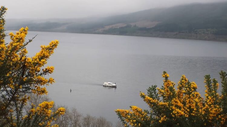 Según los datos recabados por el investigador neozelandés, el monstruo del Lago Ness no era una criatura jurásica, como han defendido algunos científicos. Sin embargo, las muestras sí permitieron concluir una importante presencia de ejemplares de anguila. Para determinar si efectivamente el monstruo pertenecía esta especie, dijo Gemmer, se necesitarán más estudios, pero en su opinión, la hipótesis es “plausible” (Foto: Archivo)