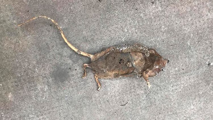 Una rata encontrada en el edificio