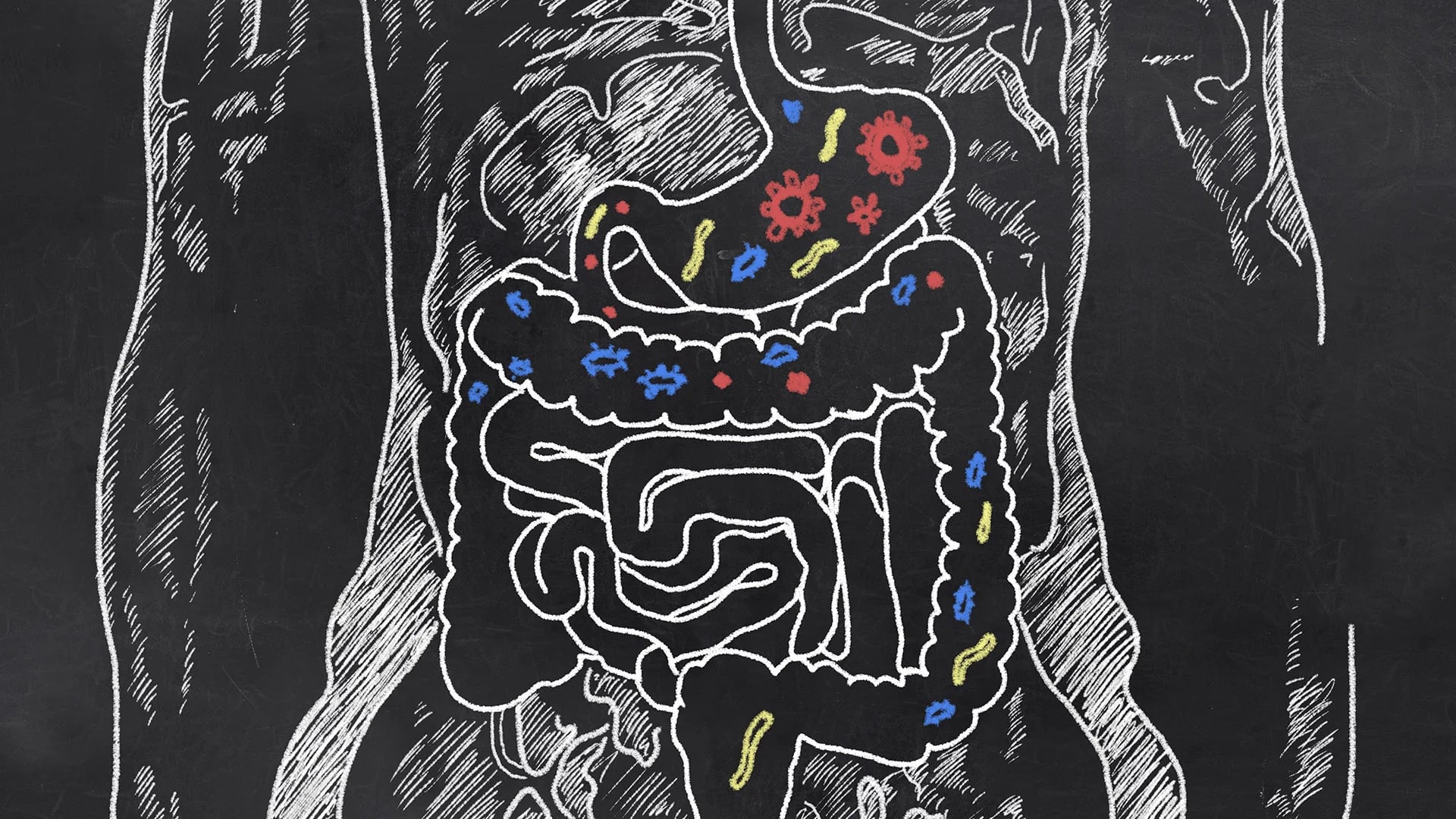 En el intestino habitan bacterias altamente benificiosas para la salud digestiva (iStock)