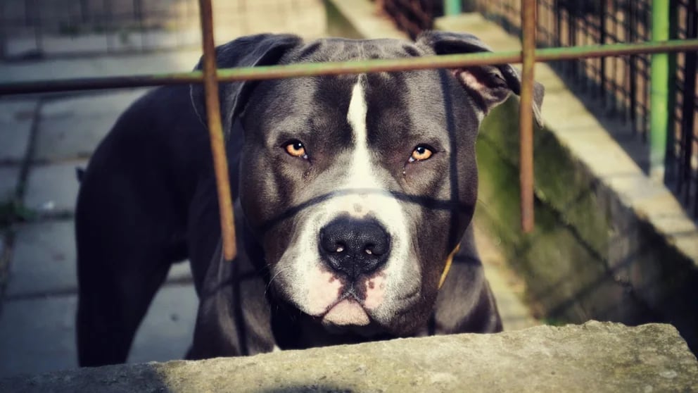 Los amantes de los perros suelen tener arduos debates sobre los pitbull y los repetidos casos de ataques a dueños y otras personas. Foto: Pixabay