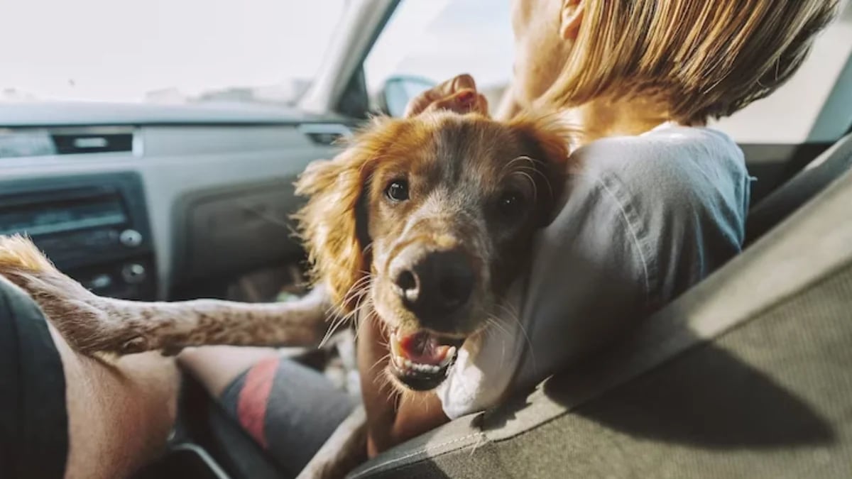 Si llevas mascotas en el coche, esta información te va a interesar mucho