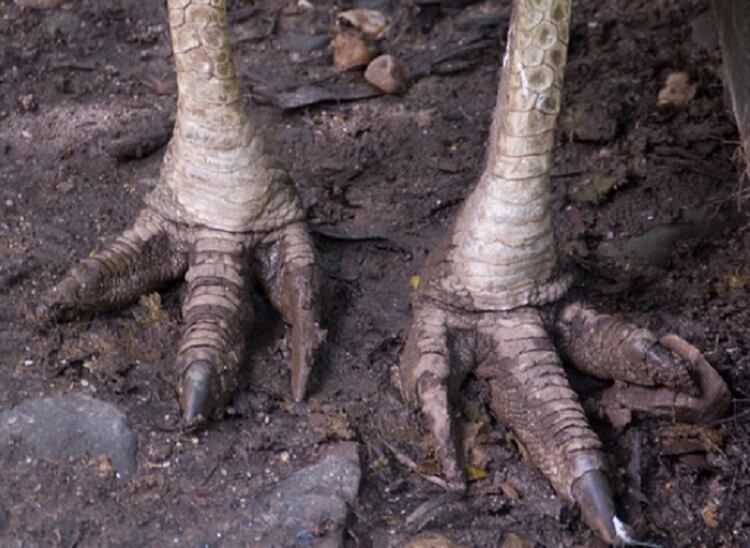 Las uÃ±as que poseen en sus pies parecen dagas y son muy peligrosas (Foto: especial)
