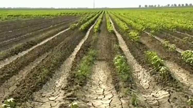 La agricultura también está amenazada por el cambio climático