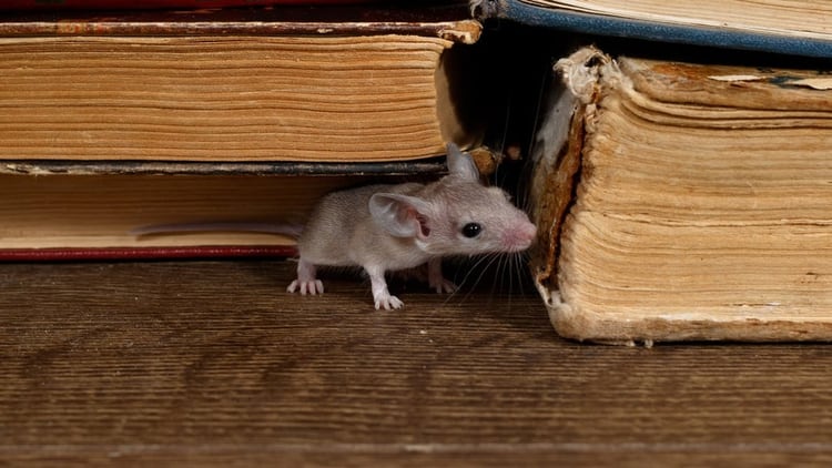 Las ratas pueden trasmitir una serie de enfermedades a humanos tales como leptopirosis, hantavirus, tularemia, peste bubónica, toxoplasmosis, salmonelosis y fiebre por mordedura de rata