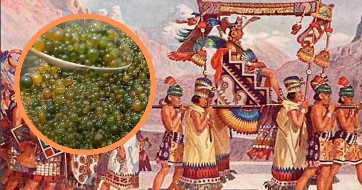 Discover the power of cuchorro, a Peruvian superfood used by the Incas to fight various diseases and which can help prevent cancer