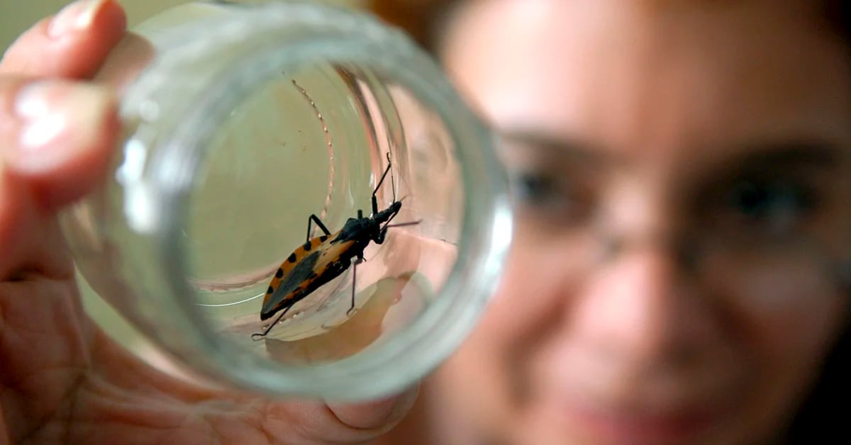 Eight Ibero-American countries meet in Argentina to reduce the impact of congenital Chagas