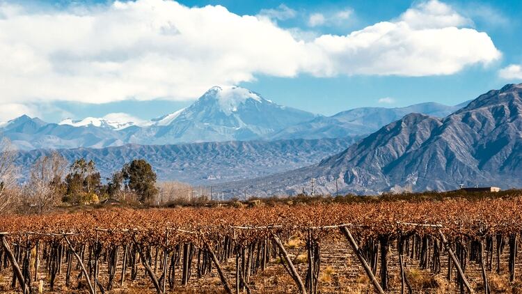 Es una de las principales capitales vitivinícolas del mundo, y atrae numerosos turistas que recorren los circuitos de viñedos y bodegas (Shutterstock)
