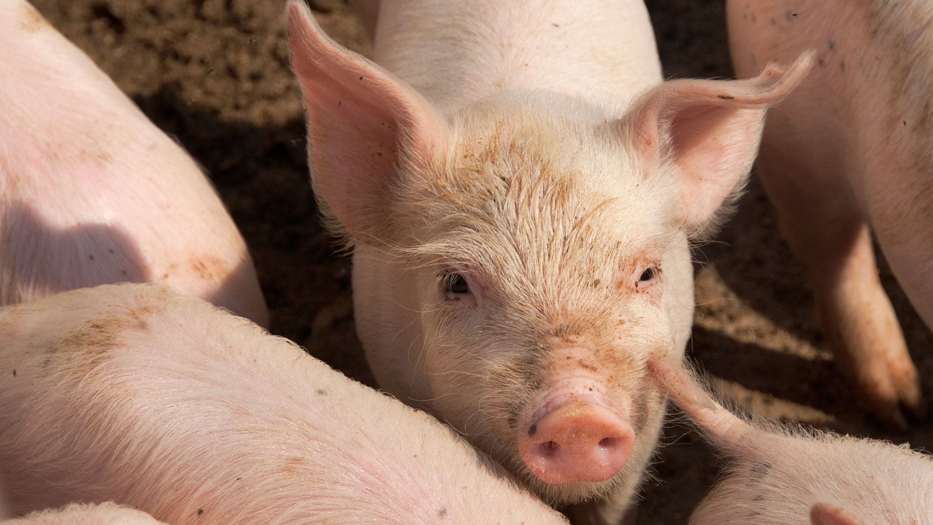 Los futuros trasplantes masivos con órganos de cerdos están cada vez más cerca (XIAN)