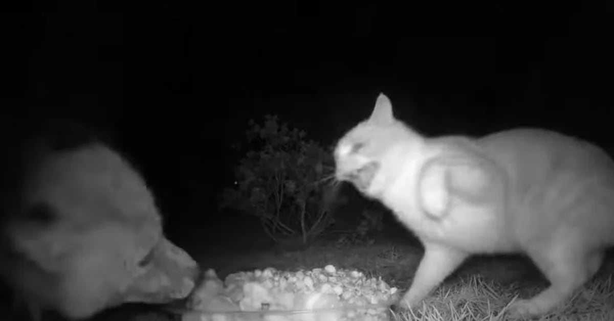 This was the surprising moment a fox confronted a stray cat to steal its food