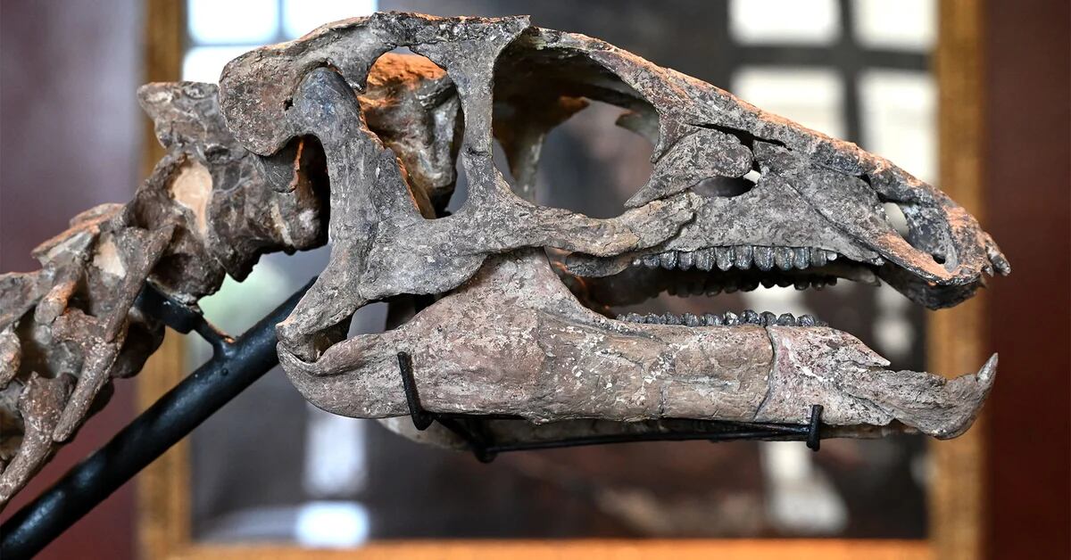 Subastarán en París un dinosaurio de 150 millones de años que fue  encontrado en los sedimentos de un río - Infobae