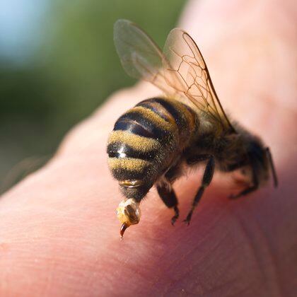Morti o complicazioni da punture di api sono comuni quando la vittima non è a conoscenza di un'allergia al veleno di IStock.