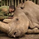 Joseph Wachira despidiendo a Sudán, el último rinoceronte blanco macho del mundo.