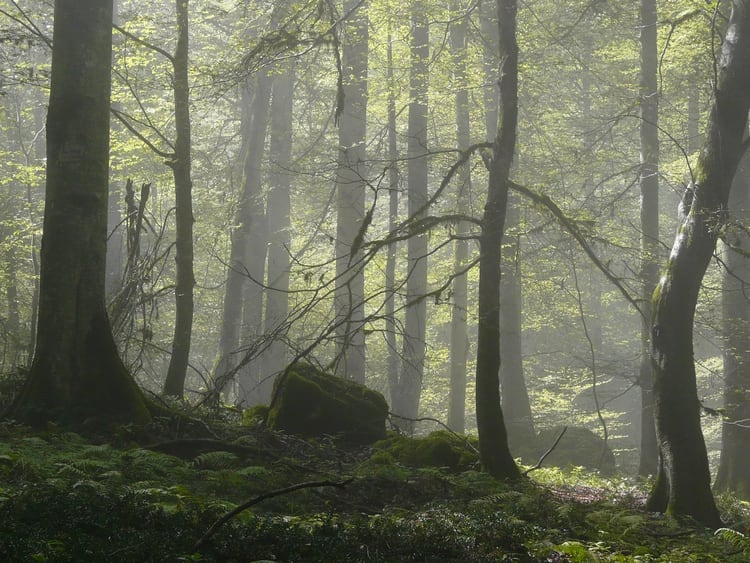 En este bosque se encuentra una amplia diversidad de flora y fauna que convierte en un sitio único al lugar (UNESCO)