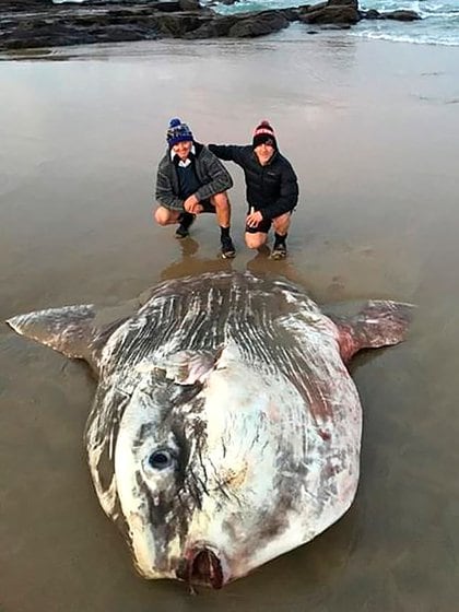 Una enorme criatura marina apareció en las costas de Australia ...